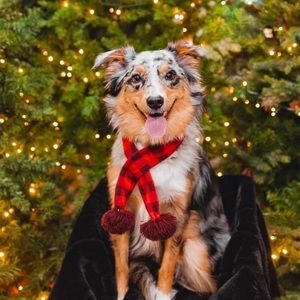 Meet your Posher, Liz